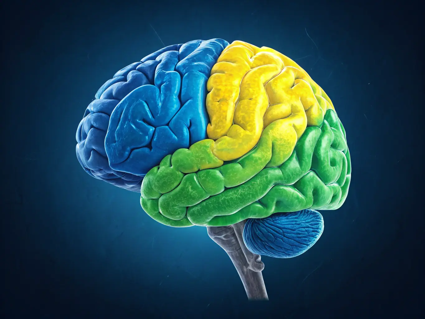 Ein Symbolbild, das ein Gehirn darstellt, das von positiven Gedanken und Ideen umgeben ist.